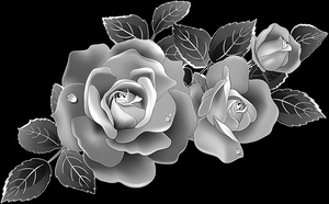 Белые розы - картинки для гравировки